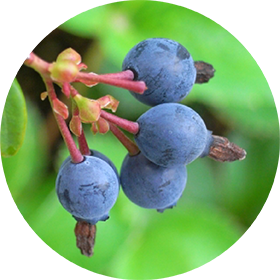 ビルベリー葉エキス