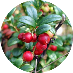 コケモモ果実油